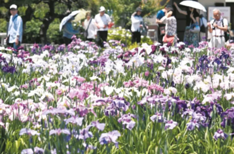 葛飾・堀切菖蒲園でハナショウブ見頃、約200種6000株が来園客を癒やす
