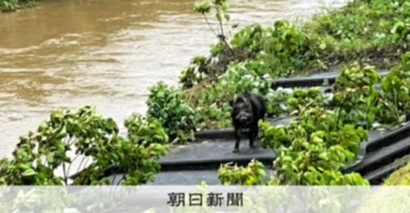 台風6号、三重・尾鷲で積算雨量561ミリ 増水した川にイノシシ親子も