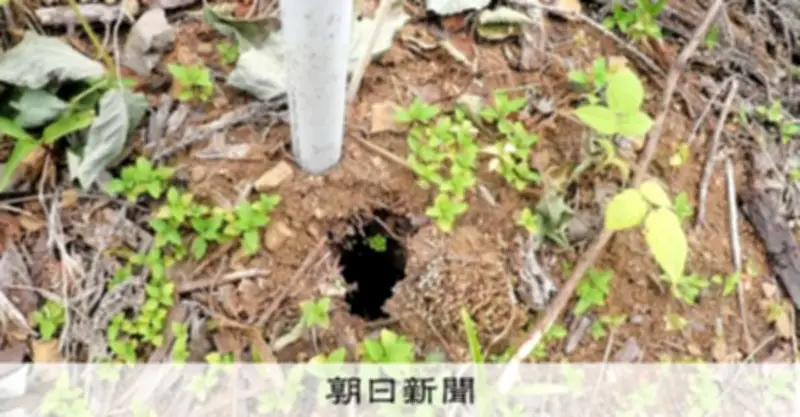 「門外不出」サガンスギ86本が抜き去られる 佐賀県が50年かけ開発したスギ