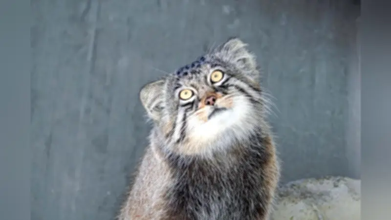 マヌルネコ「ヒデ」、名古屋から旭山動物園へ　公開は9日まで