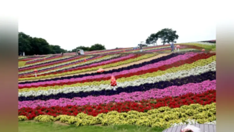 東京ドイツ村で花畑拡張、ペチュニアとキンギョソウが見頃に