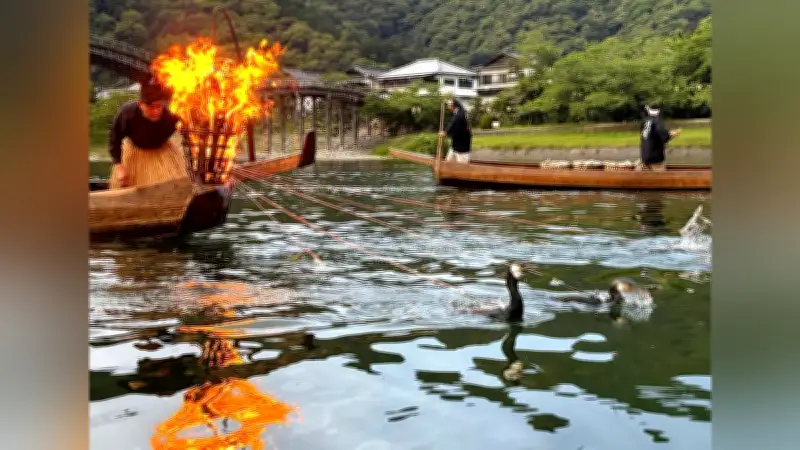 山口・岩国市の錦川で鵜飼いが開幕、遊覧船で間近に観覧