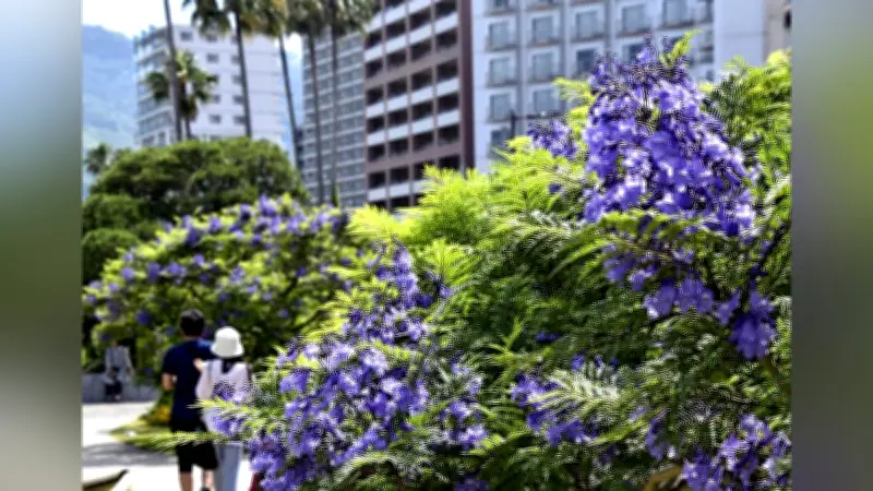 紫のラッパ形の花が初夏を彩る、熱海でジャカランダフェスティバル開催中