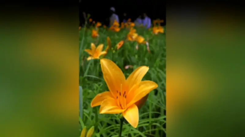 六甲高山植物園でニッコウキスゲが開花、初夏の訪れを告げる