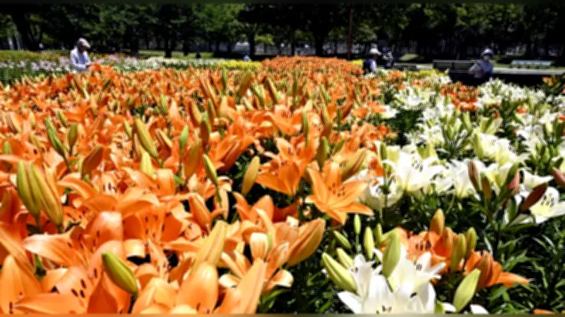 名古屋・千種公園でユリ見頃、オレンジや白など大輪の花が咲き誇る