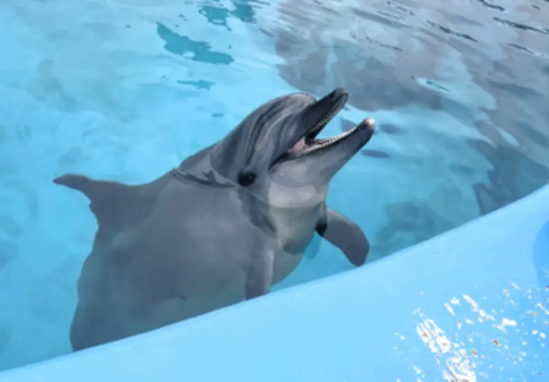 愛知名古屋港水族館で赤ちゃんイルカが死亡、出産直後に呼吸できず
