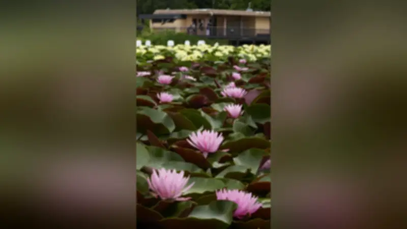 梅雨空の下、水面に彩り…黄色やピンクのスイレン見頃 大阪・長居植物園