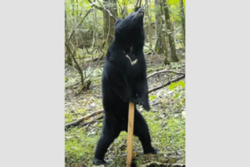 静岡県、クマ管理計画案を初提示 三つのゾーン設定し共存目指す
