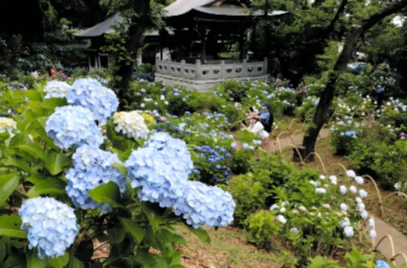 川崎・妙楽寺でアジサイ見頃、約千株が境内を彩る