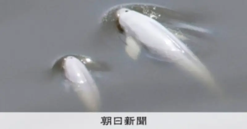 東京湾でスナメリの親子撮影に成功、繁殖の証拠として貴重な記録