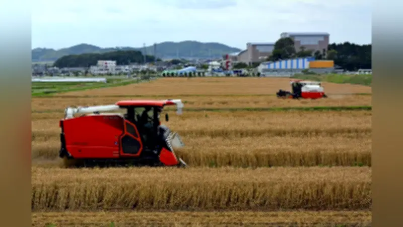 愛知県開発の小麦「きぬあかり」収穫最盛期 うどんやきしめんに