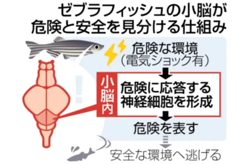 ゼブラフィッシュの小脳が危険と安全を見分ける仕組みを解明、名古屋大学など