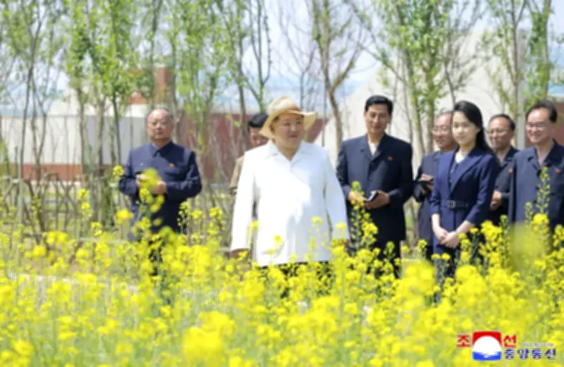 金正恩氏、新義州の菜の花畑を視察「壮観で絵のよう」 娘も同行