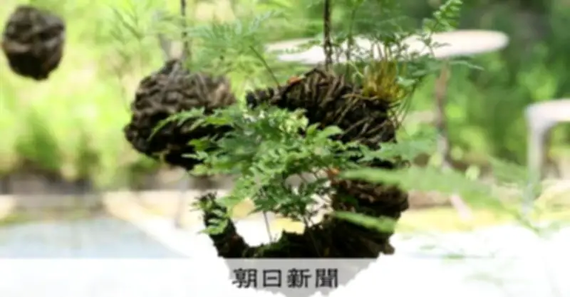 夏前に「つりしのぶ」出荷最盛期、風鈴とつるして涼感演出