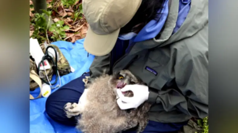シマフクロウのひなに足輪装着、生態調査が開始 釧路などで