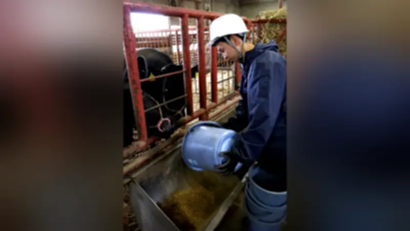 和牛甲子園初入賞へ！三本木農業恵拓高の生徒たちが奮闘中