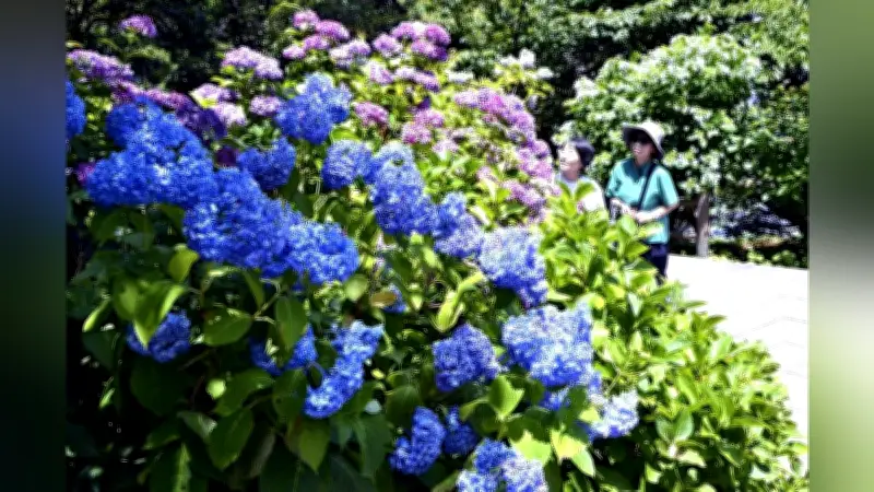下田公園でアジサイ祭開幕、約１５万株が見頃迎える