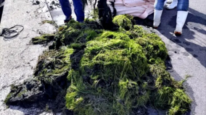 宍道湖の厄介な藻や水草を固形燃料に活用、漁協と廃棄物処理会社が協定