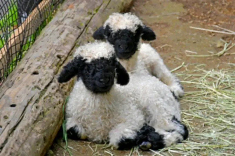伊豆シャボテン動物公園でヴァレーブラックノーズシープとワオキツネザルの赤ちゃん誕生