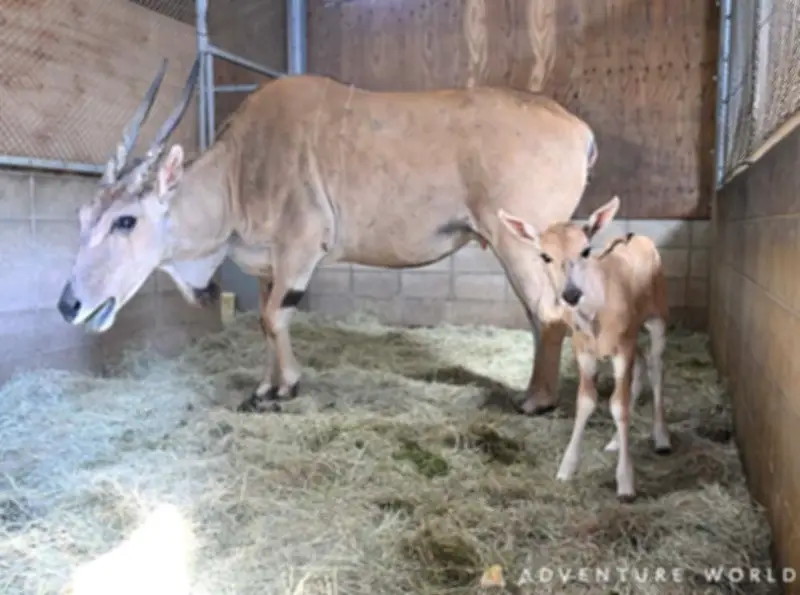 和歌山アドベンチャーワールドで「ウシ科最大級」エランドの赤ちゃん誕生、体重29キロ