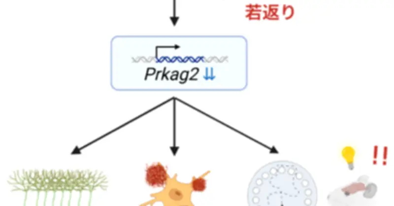 アルツハイマー病改善に貢献、脳を若返らせる「iPaD」の効果　理研などがCell系列誌で研究発表
