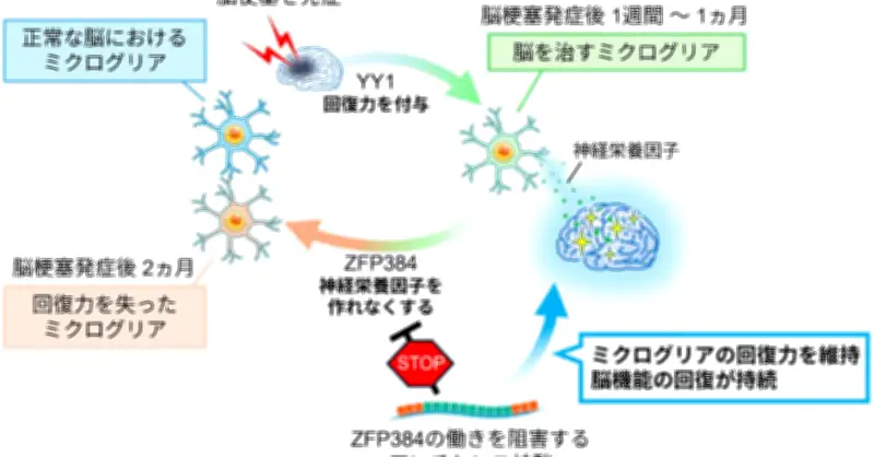 脳卒中後の回復メカニズム解明、新薬で神経症状改善 東大などNature発表