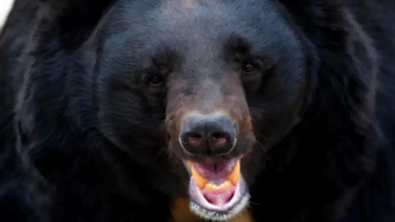 クマに襲われ眼球をえぐられても死んだフリを続けた22歳妊婦の壮絶な実話
