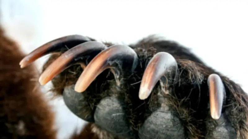 上海サファリパークで10頭超のヒグマが男性襲撃、死亡事故の衝撃