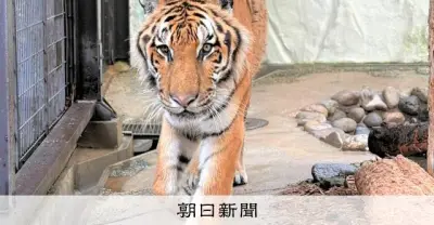 国内最高齢20歳のアムールトラ死亡　福岡市動物園で飼育