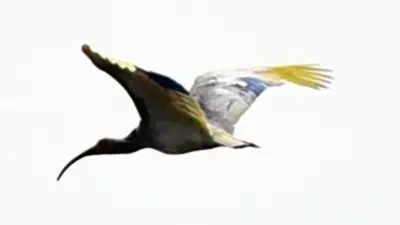 本州初放鳥トキ、石川県内で4羽・富山県で1羽確認…GPS受信状況を公表