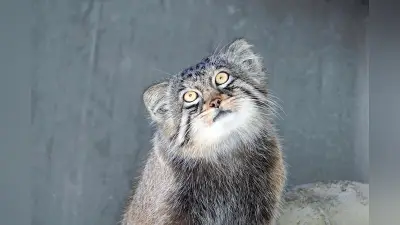 マヌルネコ「ヒデ」、名古屋から旭山動物園へ　公開は9日まで
