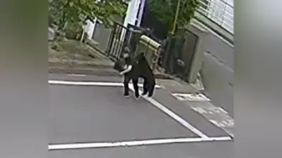 福島のクマ、電子機器工場に潜伏 麻酔銃やわなで捕獲試みるも難航