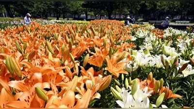名古屋・千種公園でユリ見頃、オレンジや白など大輪の花が咲き誇る