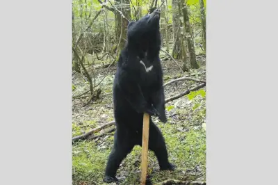静岡県、クマ管理計画案を初提示 三つのゾーン設定し共存目指す