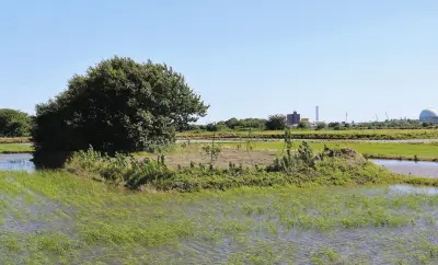 愛知・一宮市の水田に浮かぶ「島畑」、なぜ今も残る？その知恵と未来