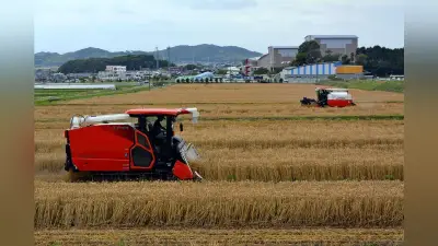 愛知県開発の小麦「きぬあかり」収穫最盛期 うどんやきしめんに