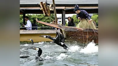 木曽川鵜飼が開幕、国宝・犬山城下で昼も夜も楽しめる