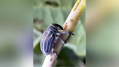 サツマイモ病害虫が鹿児島・大隅で拡大、県が初の注意報