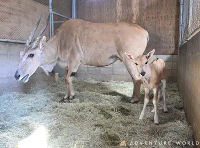 和歌山アドベンチャーワールドで「ウシ科最大級」エランドの赤ちゃん誕生、体重29キロ