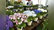 「深緑フェア」で色鮮やかなアジサイ100鉢展示 愛知・江南市のフラワーパーク
