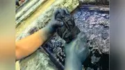 城北埼玉高1・3年が藍染め体験、Tシャツとタオルを染める
