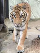 国内最高齢のアムールトラ「カイ」が20歳で死去、福岡市動物園