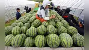 「らいでんスイカ」収穫始まる、今年は約3000トン出荷見込み　北海道共和町