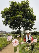 神奈川・横浜で「平和のバラ祭り」6、7日開催 継承者を募集中