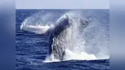 奄美大島のクジラ観察ツアー急増、子育てクジラへの影響懸念しルール厳格化