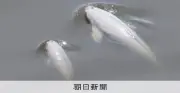 東京湾でスナメリの親子撮影に成功、繁殖の証拠として貴重な記録