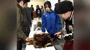 根室のラッコ、潜水時間はアラスカより短く 京都大教授が講演
