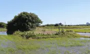 愛知・一宮市の水田に浮かぶ「島畑」、なぜ今も残る？その知恵と未来