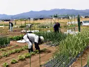 節約志向で人気のレンタル農園、福島市で貸出好調　ダイユーエイトが運営