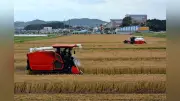 愛知県開発の小麦「きぬあかり」収穫最盛期 うどんやきしめんに